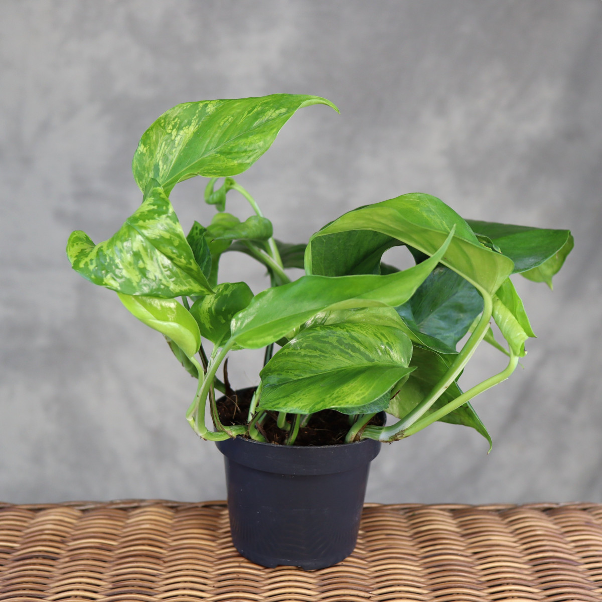 Epipremnum 'Jungle Star'...