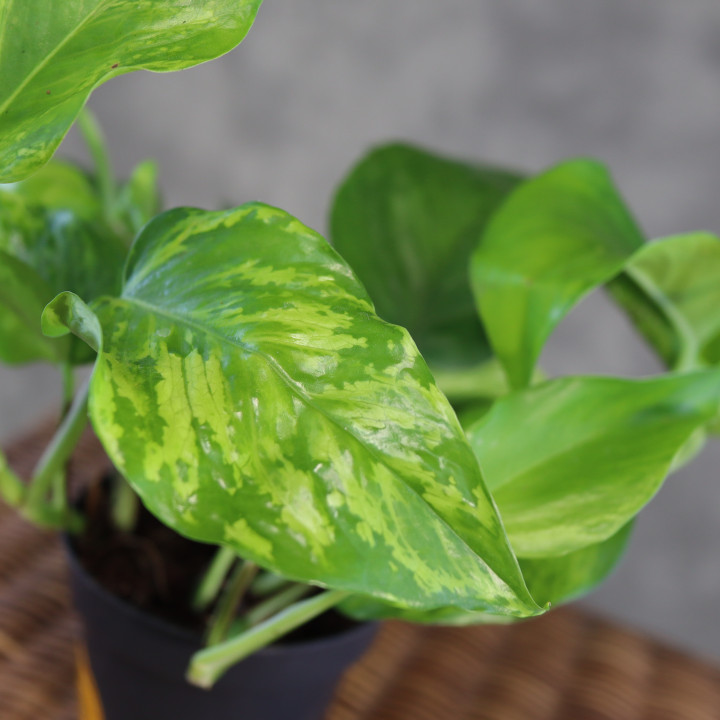 Epipremnum 'Jungle Star' ('Marble Green') | Tomaszewski