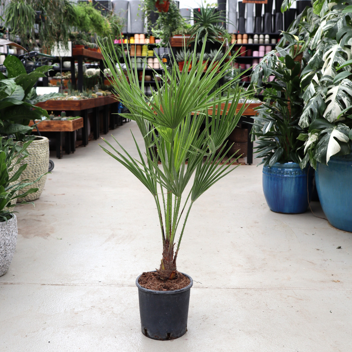 Chamaerops humilis | Duży