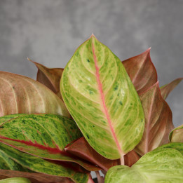 Aglaonema 'Gala Red' don. 19 cm o barwnych liściach | Tomaszewski