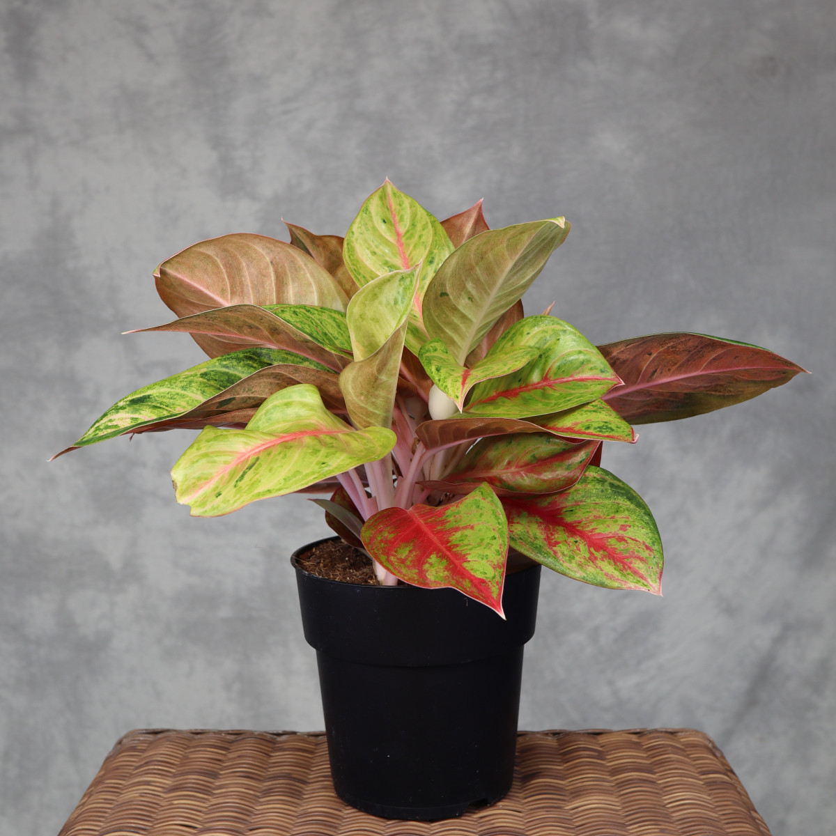 Aglaonema 'Gala Red' | Duża