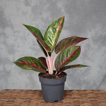 Aglaonema 'Red Sprinkles'