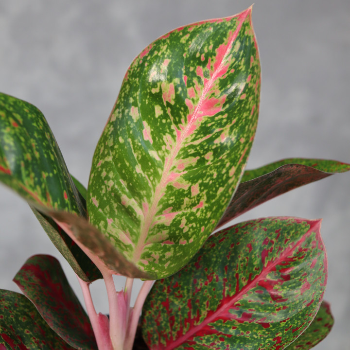 Aglaonema 'Red Sprinkles' w doniczce 12 cm | Tomaszewski