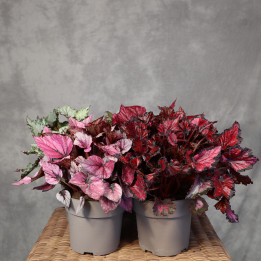 Begonia królewska Beleaf mix don. 17 cm – barwne liście | Tomaszewski