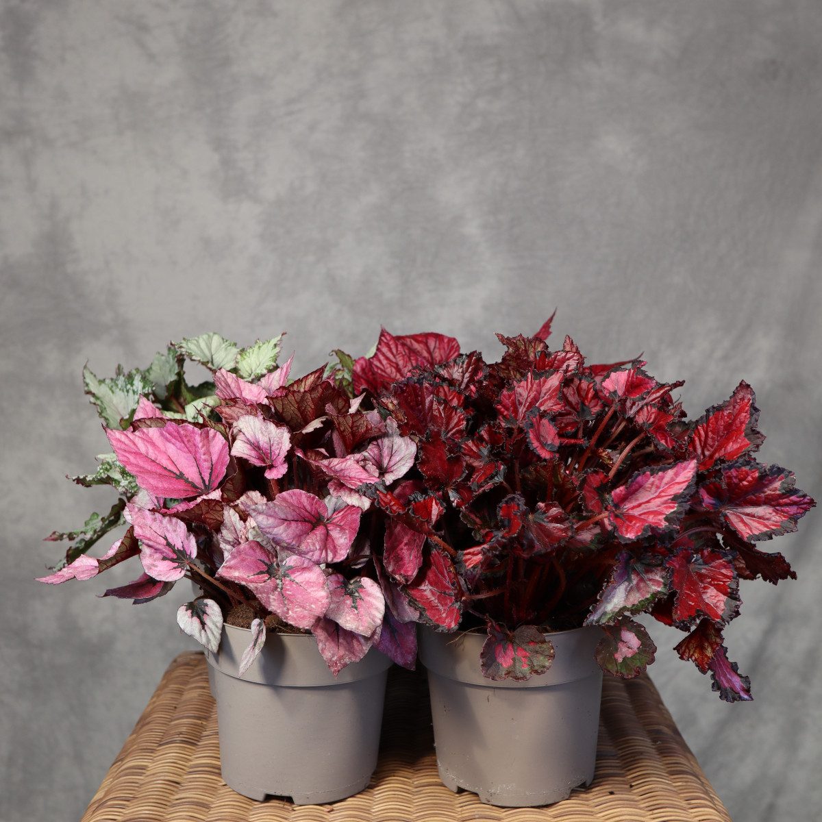 Begonia królewska Beleaf | Mix