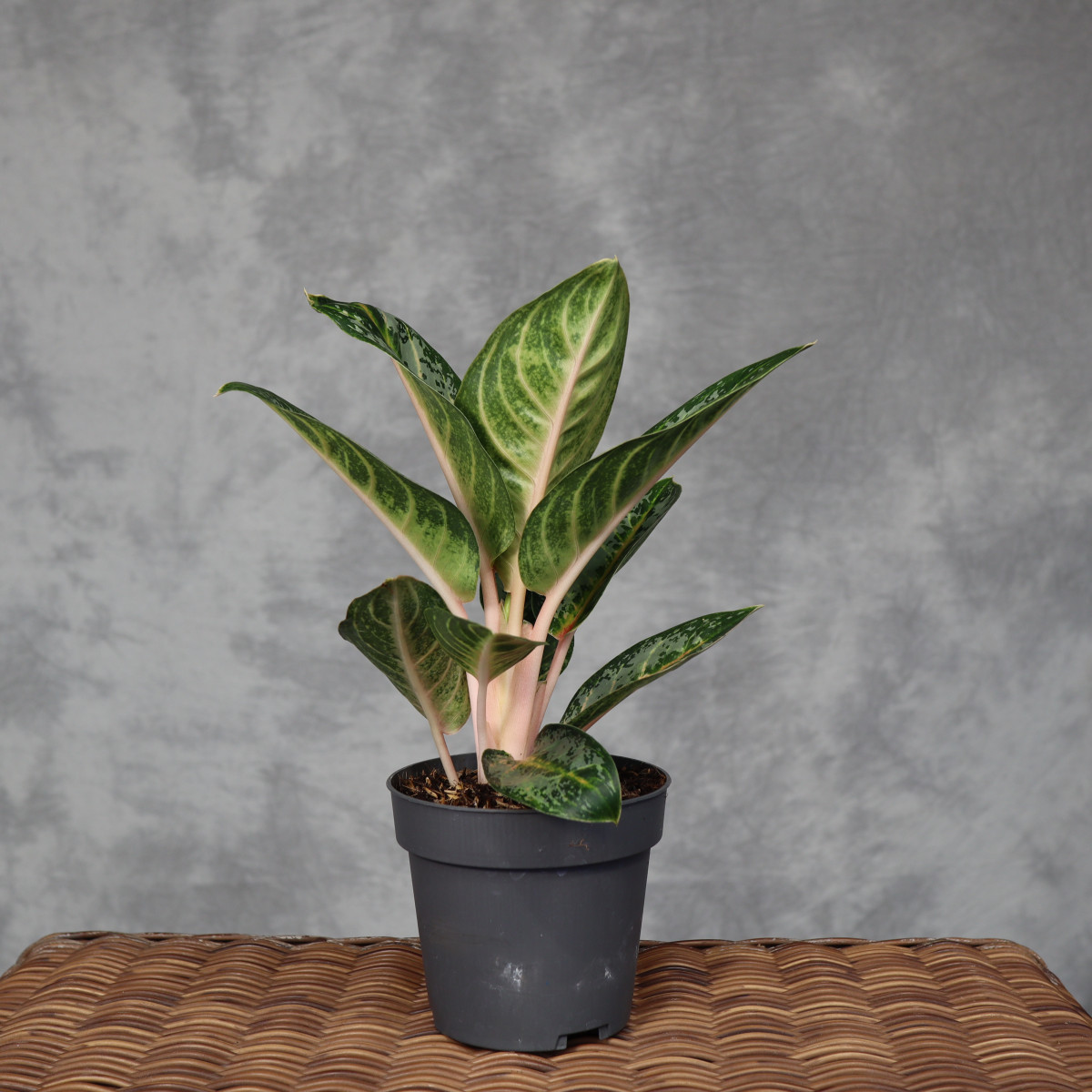 Aglaonema 'Orange Flame'