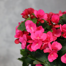 Begonia zimowa 'Betulia Pink' don. 19 cm – różowa begonia | Tomaszewski