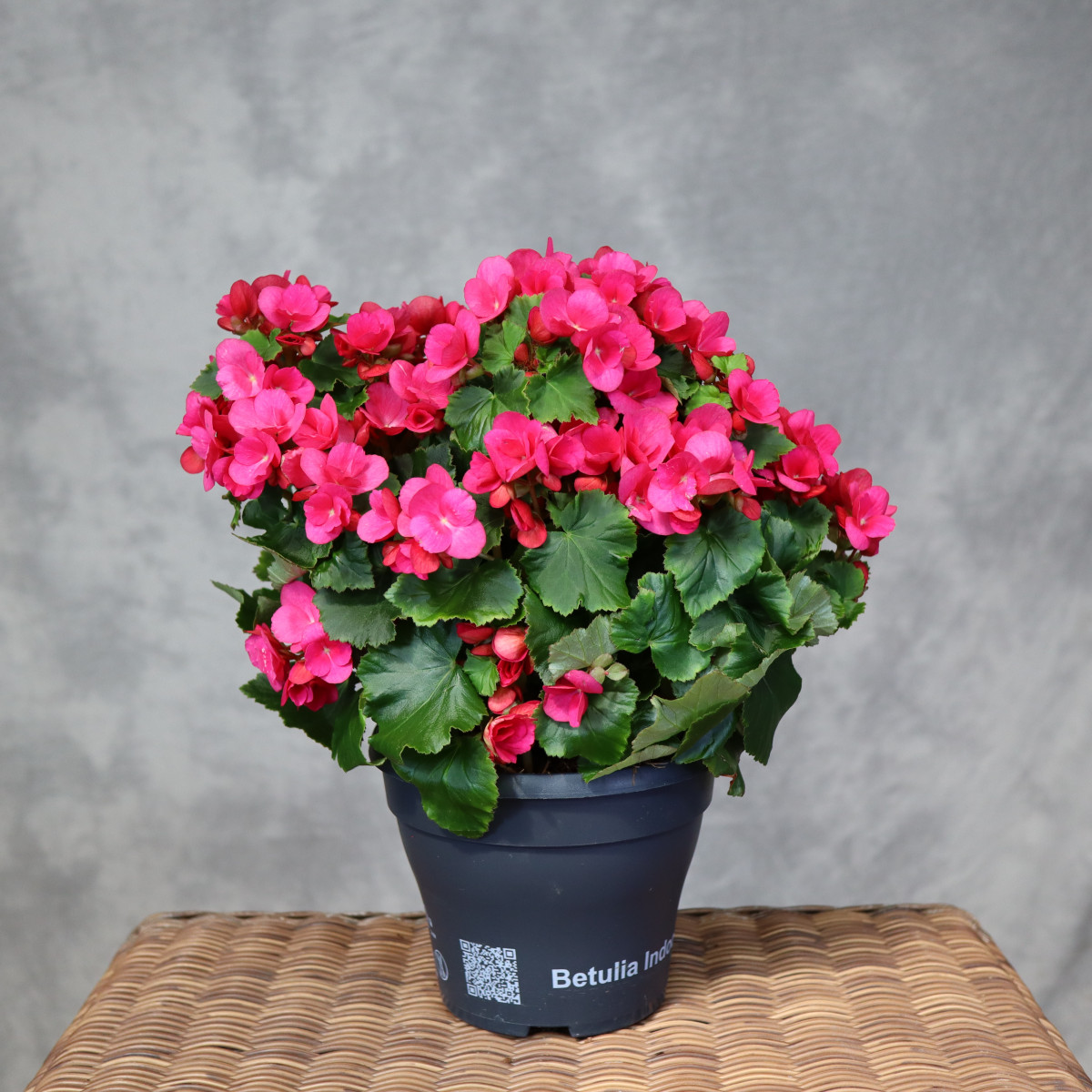 Begonia zimowa 'Betulia...