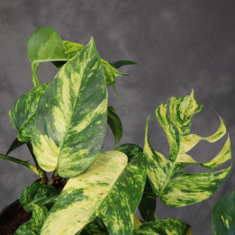 Epipremnum pinnatum 'Cintho Goldfinger' – don. 17 cm | Tomaszewski