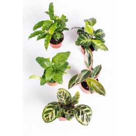 Trio Kalatea - Bezpieczne dla zwierząt