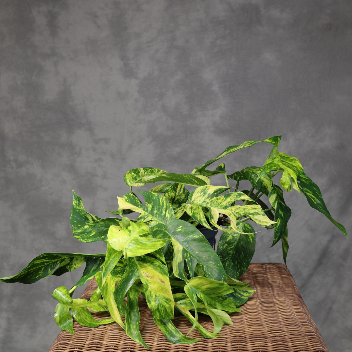 Epipremnum pinnatum 'Cintho...