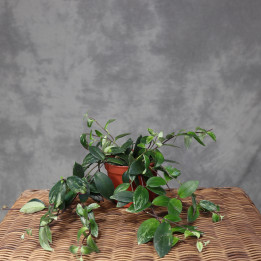 Aeschynanthus lobbianus 'Variegatus' – Eszynantus | Tomaszewski