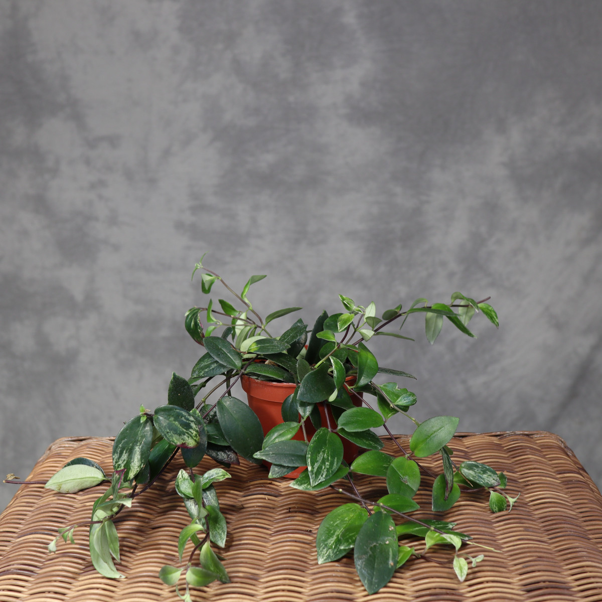 Aeschynanthus lobbianus...