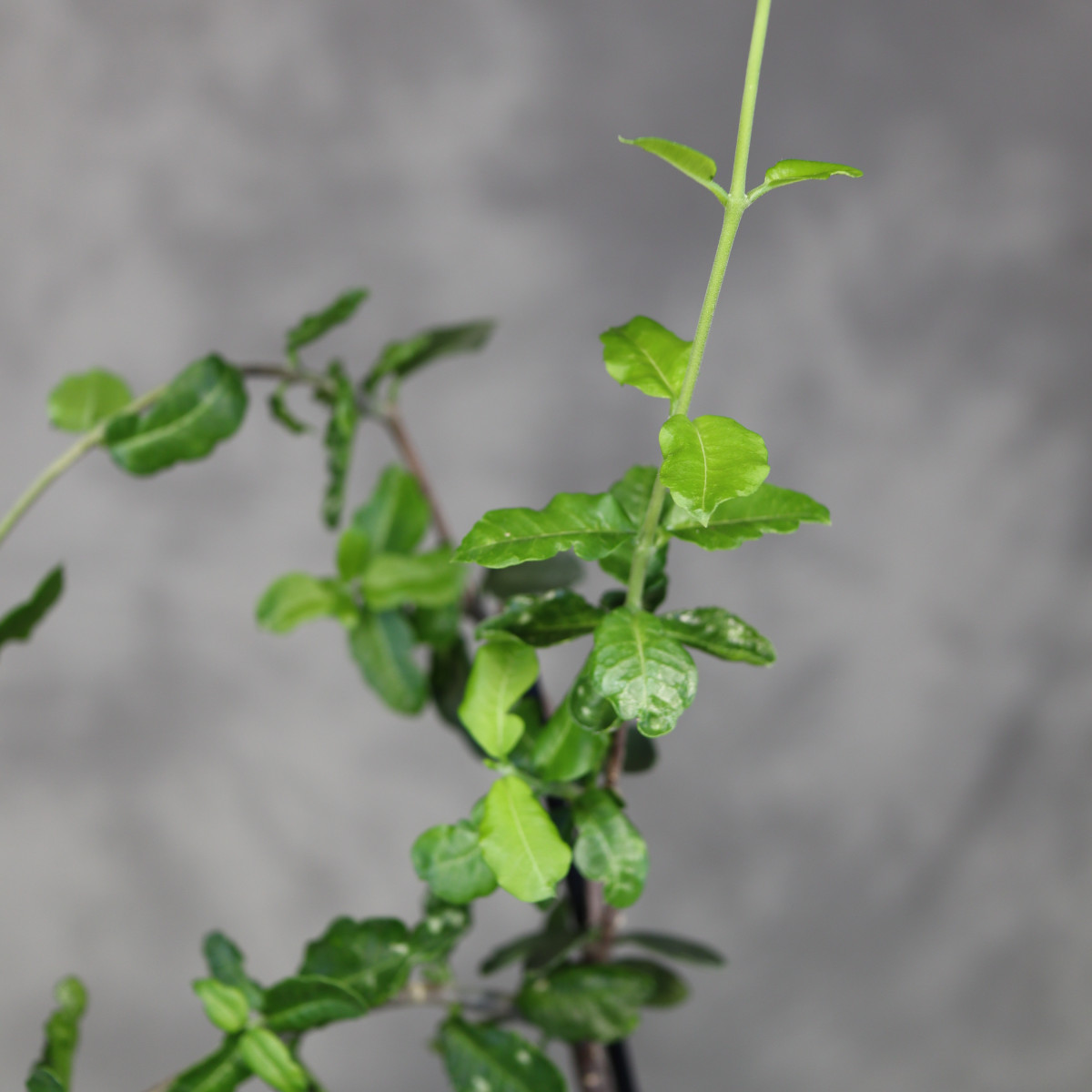 Fockea edulis