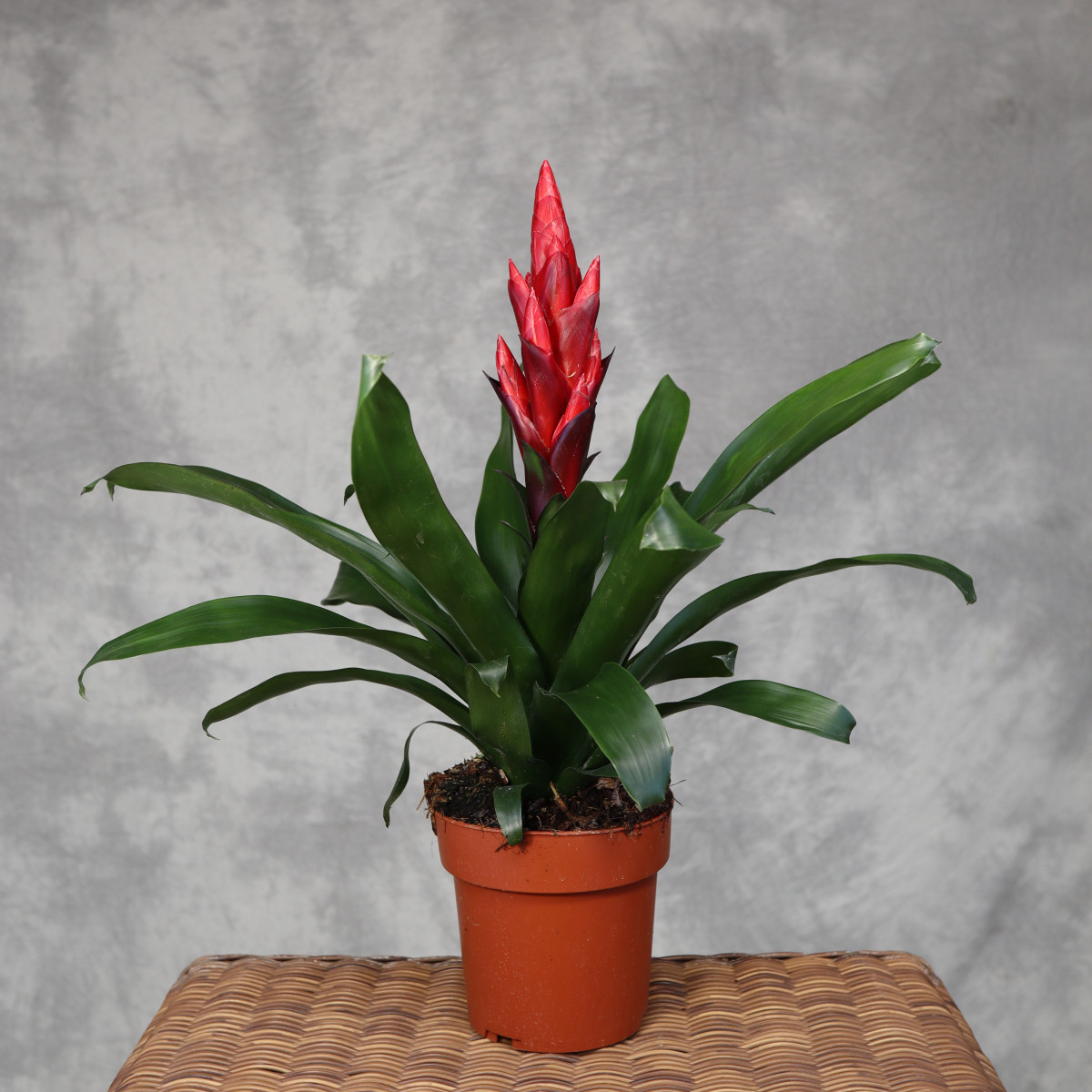 Guzmania 'Pallas'
