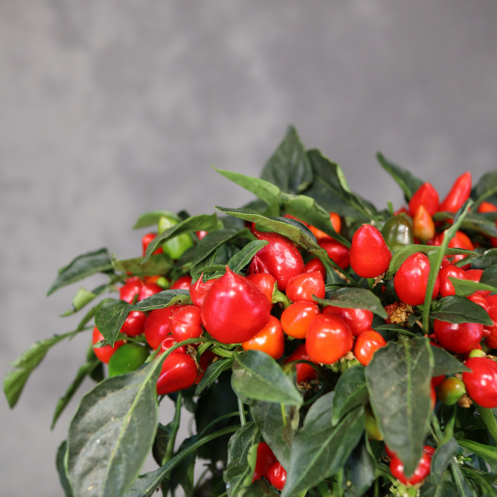 Papryka roczna 'Mambo Red' – czerwona papryka ozdobna | Tomaszewski