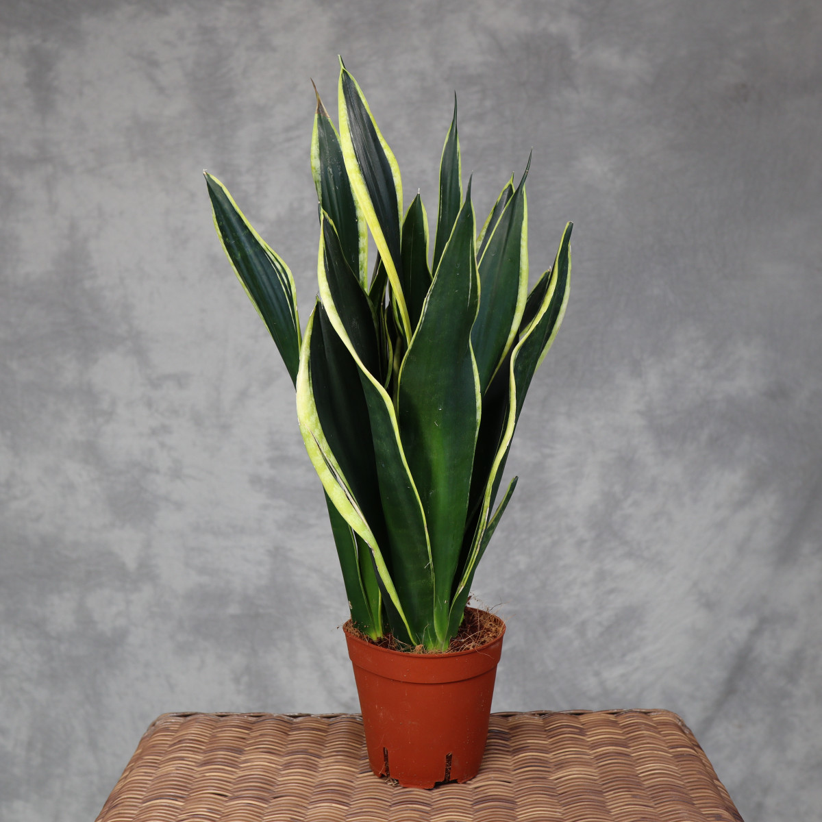 Sansewieria 'Night Shade'