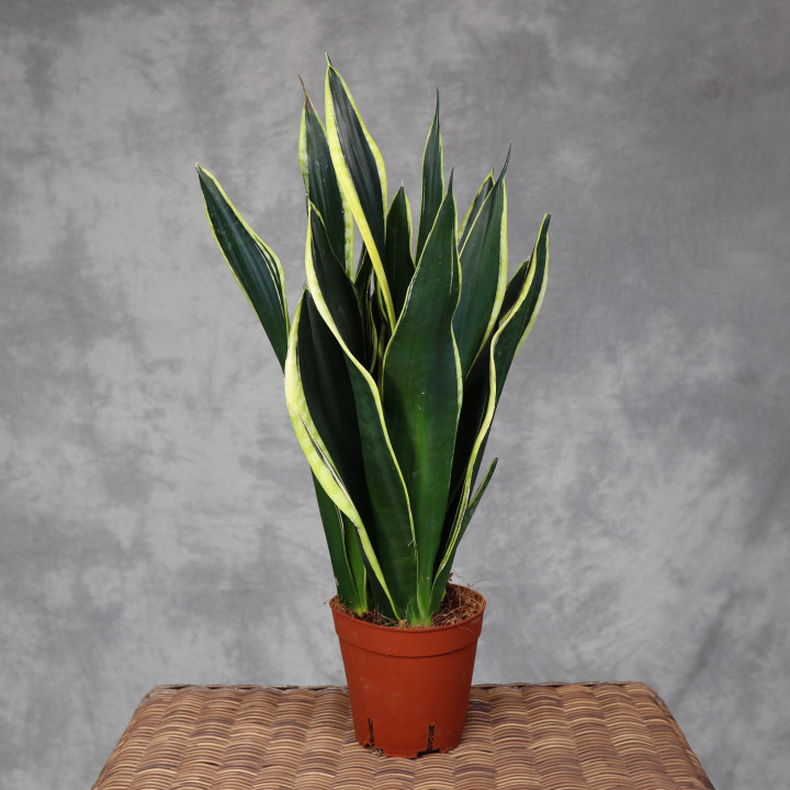 Sansevieria 'Night Shade' – ciemne liście | Tomaszewski