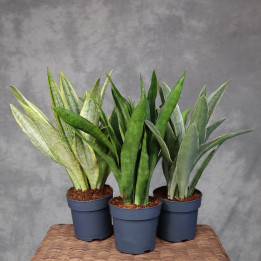 Sansevieria aubrytiana – mix odmian | Tomaszewski