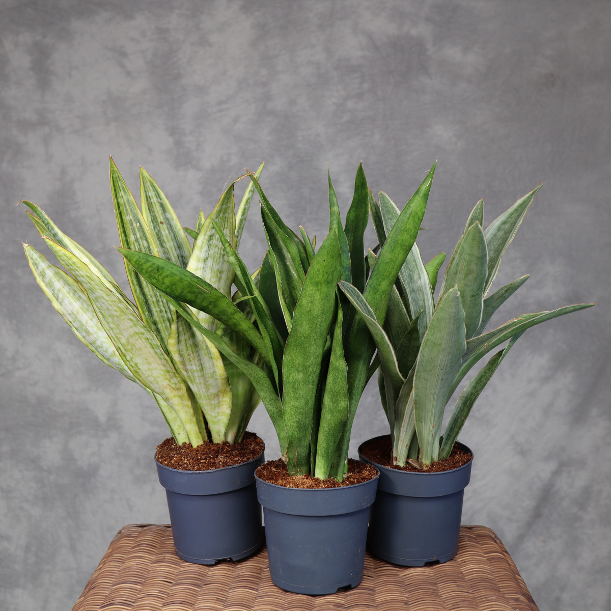 Sansewieria aubrytiana MIX