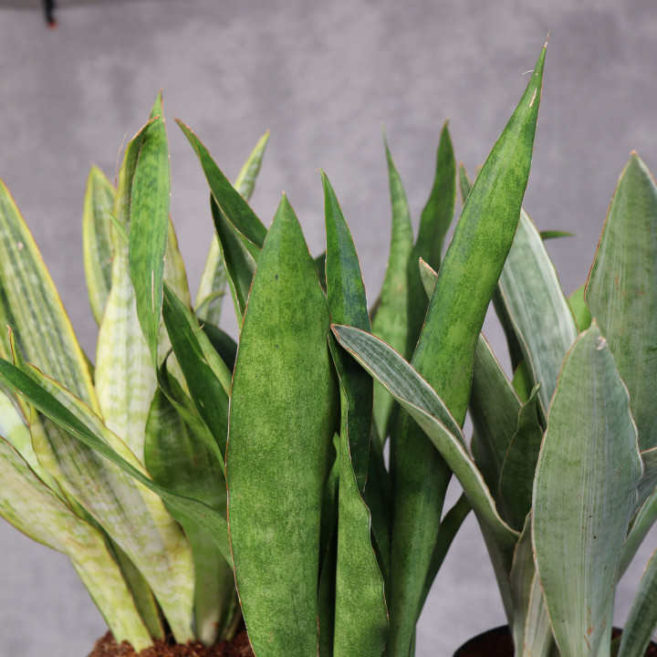Sansevieria aubrytiana – mix odmian | Tomaszewski