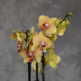 Storczyk Phalaenopsis o żółtych kwiatach | Tomaszewski
