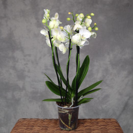 Storczyk Phalaenopsis Biały 5-pędowy w doniczce 12 cm | Tomaszewski