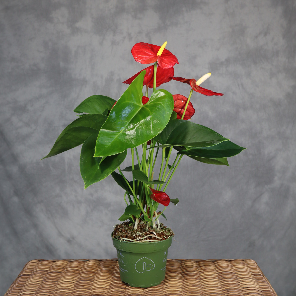 Anturium 'Royal Champion Red'