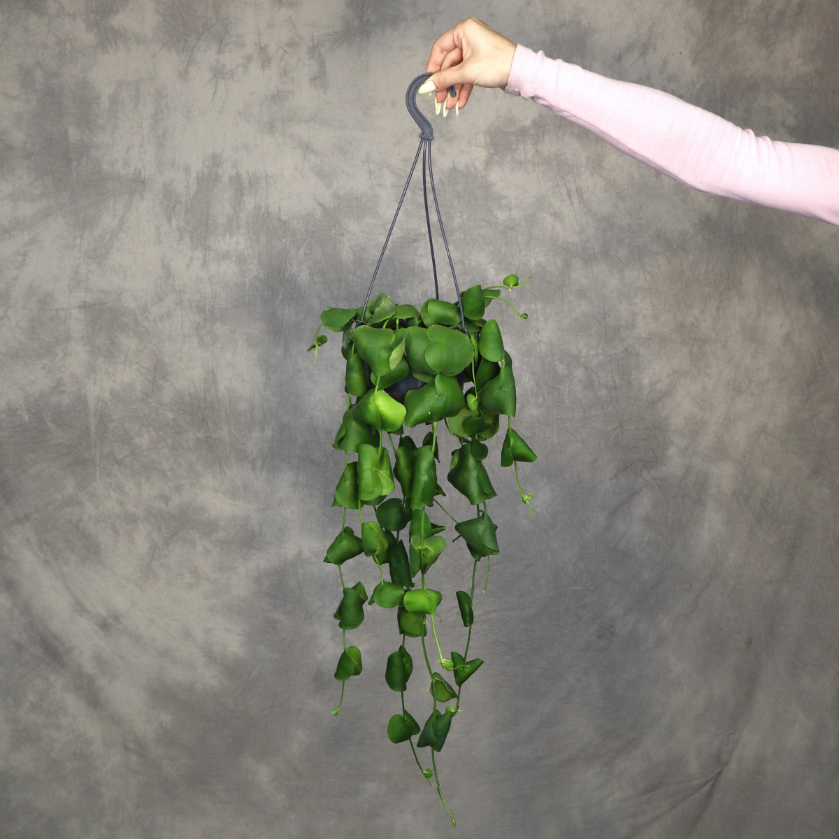 Dischidia platyphylla |...