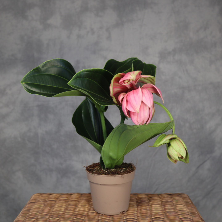 Medinilla wspaniała 'Candy' | Tomaszewski