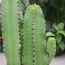Wilczomlecz erytrea 125 cm | Tomaszewski