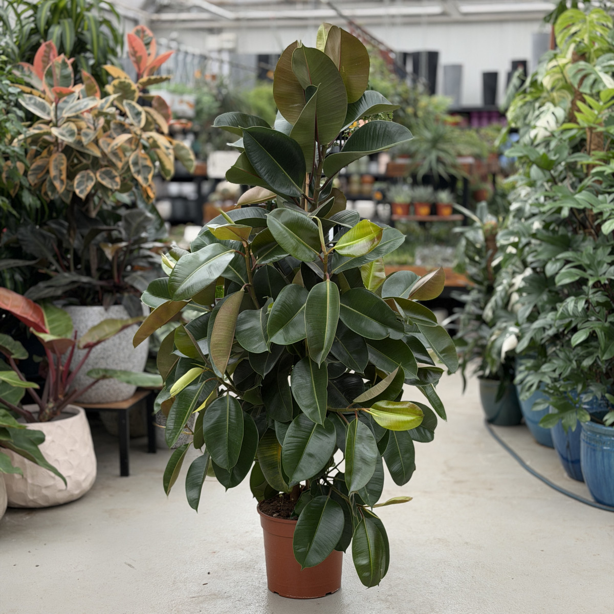 Fikus 'Robusta' |...