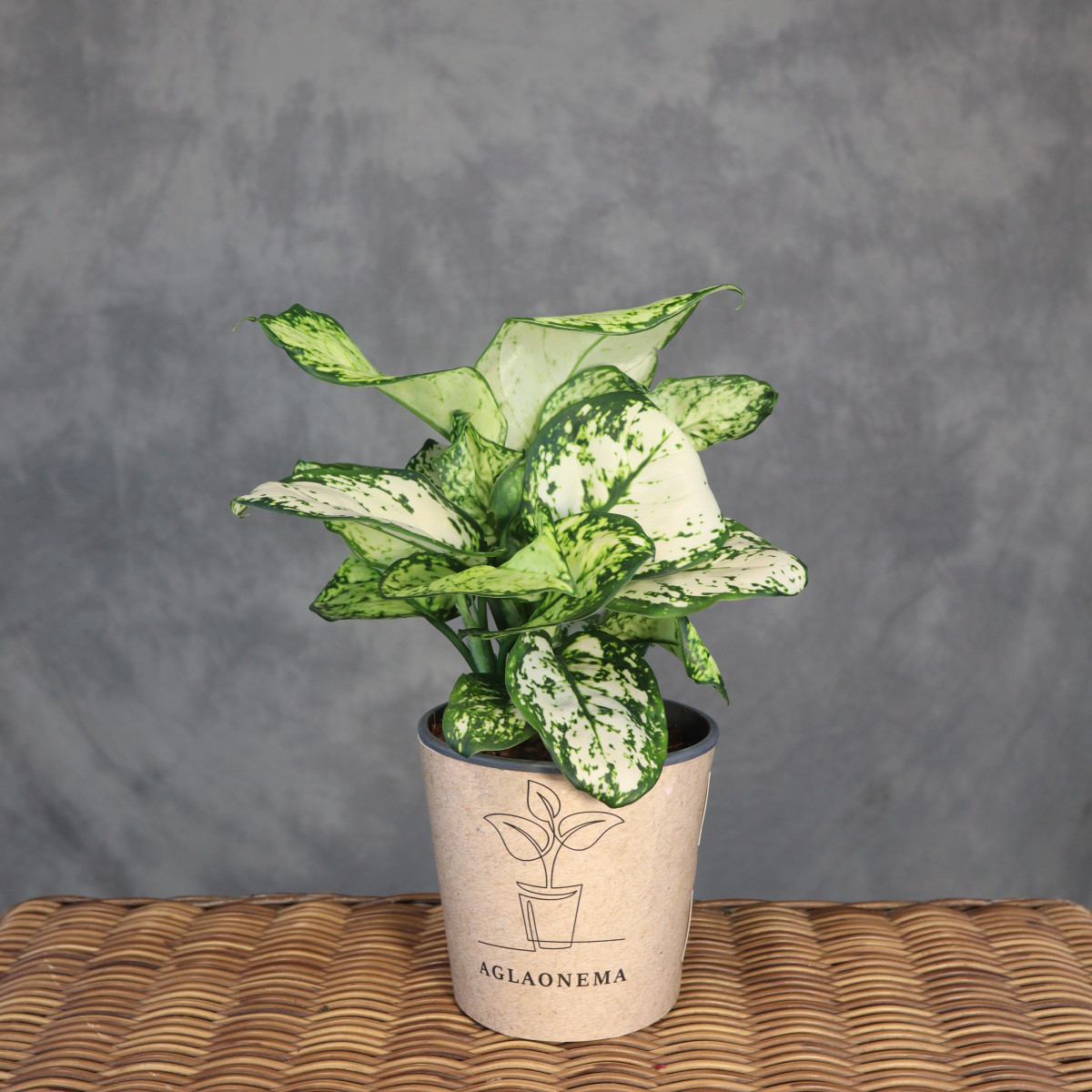 Aglaonema 'Super White'