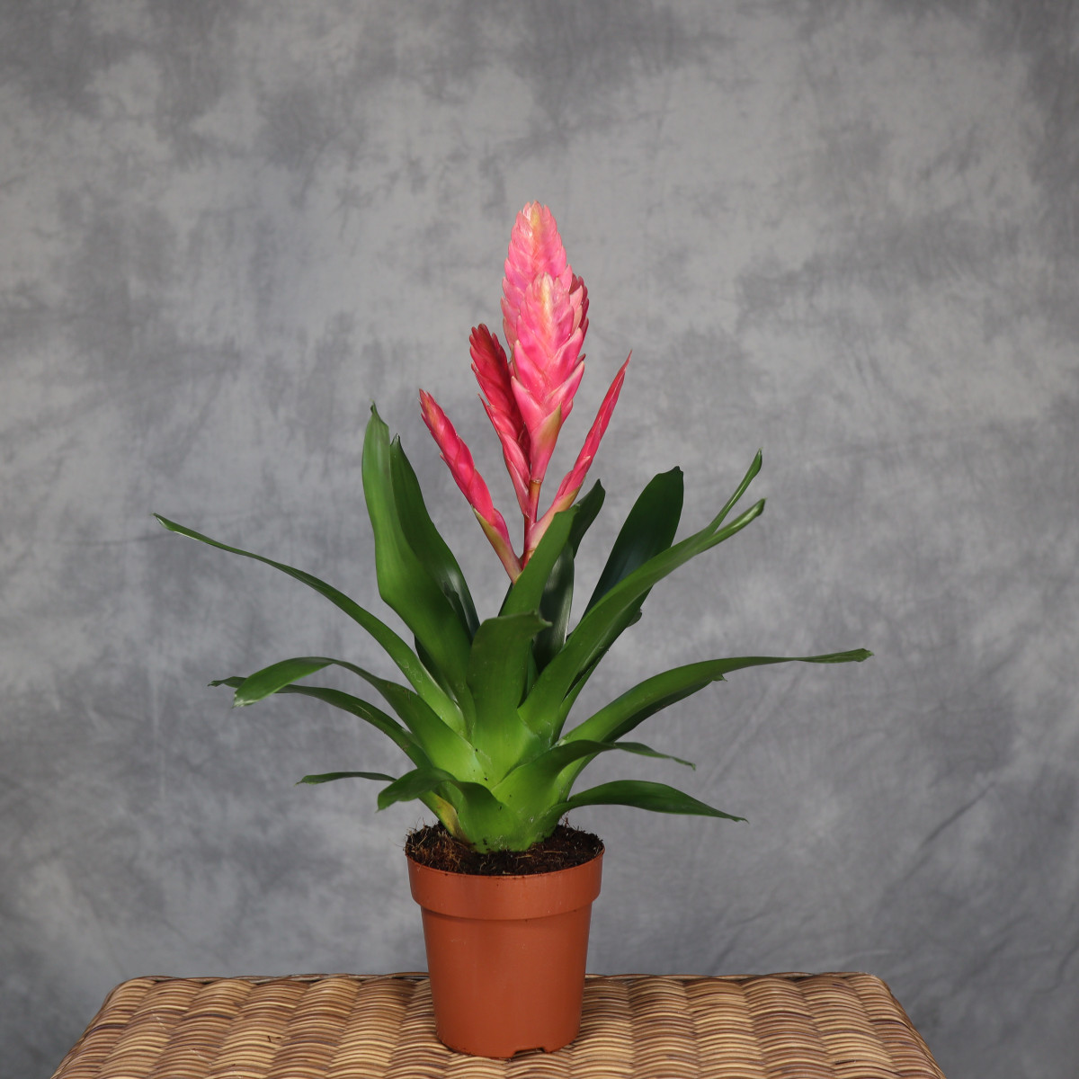 Frizea 'Salima'