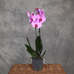 Storczyk różowy 2-pędowy (Phalaenopsis) | Tomaszewski