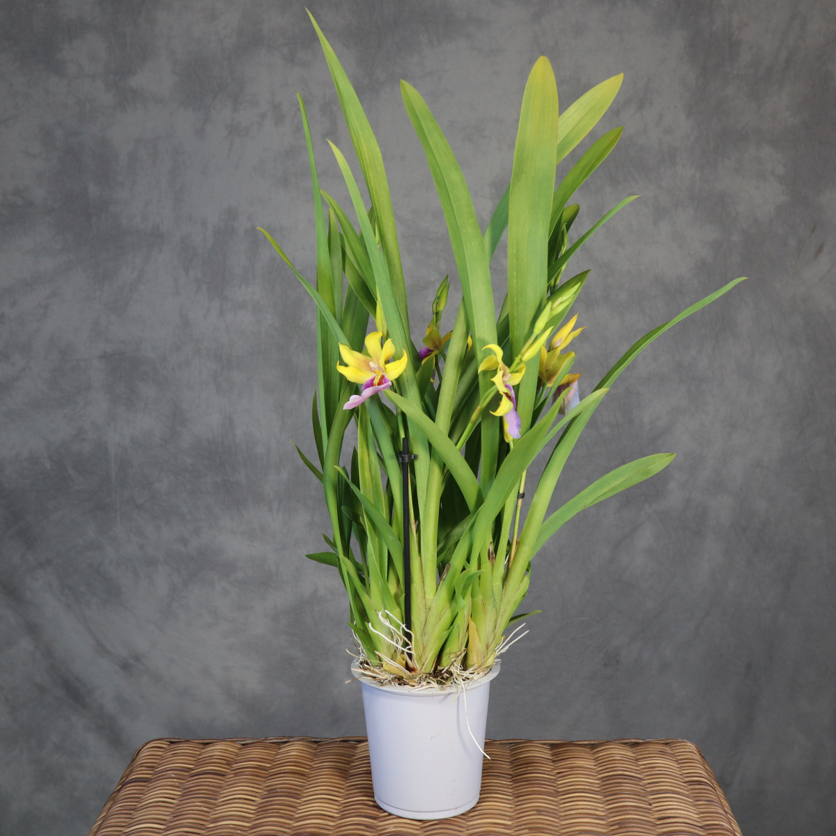 Storczyk Miltonia 'Sunset'
