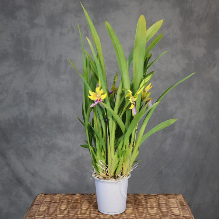 Miltonia 'Sunset' – żółto-różowy storczyk-bratek | Tomaszewski