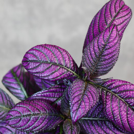 Strobilanthes dyeriana 'Persian Shield' | Tomaszewski
