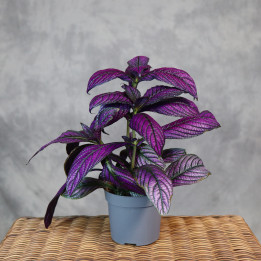 Strobilanthes dyeriana 'Persian Shield' | Tomaszewski