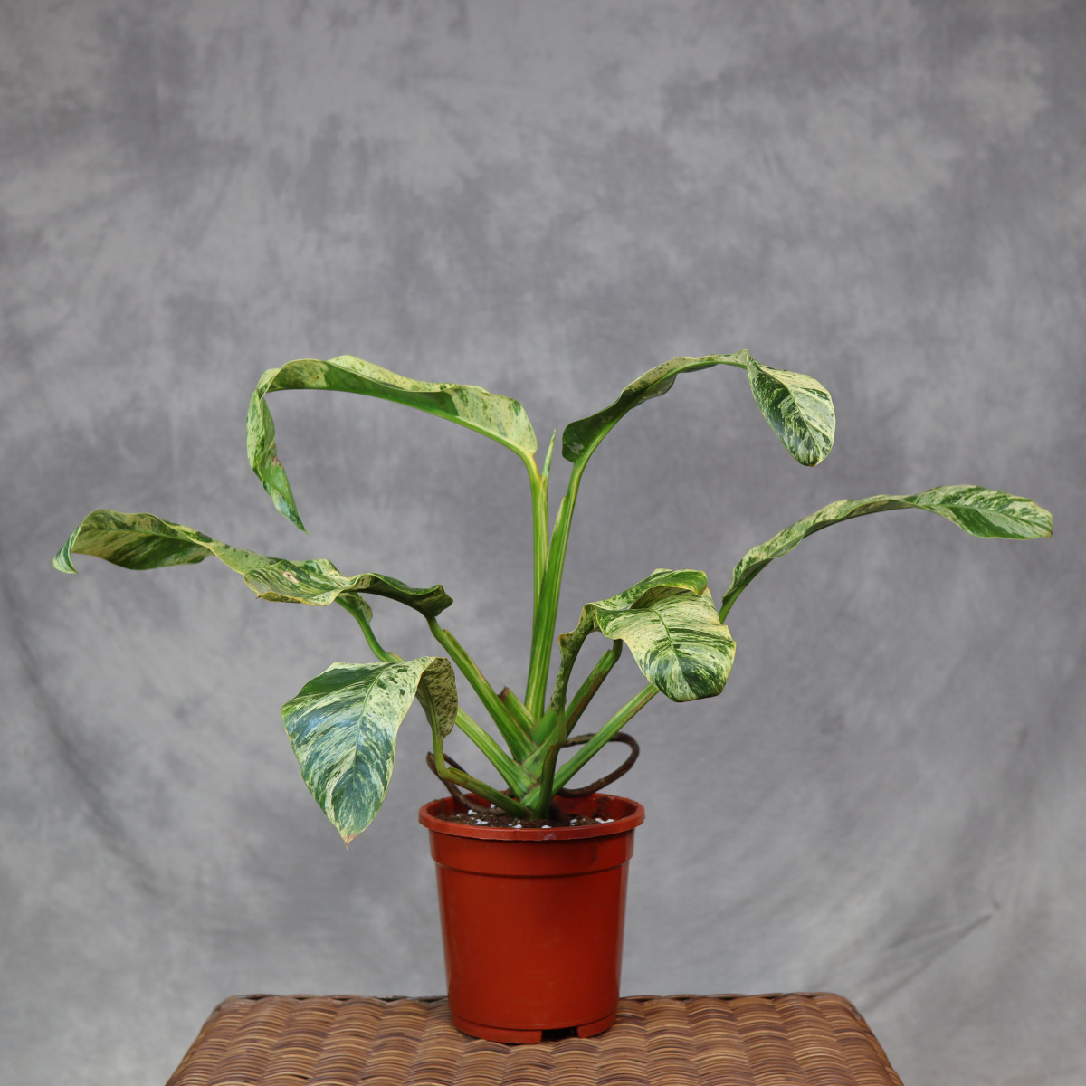 Epipremnum giganteum...