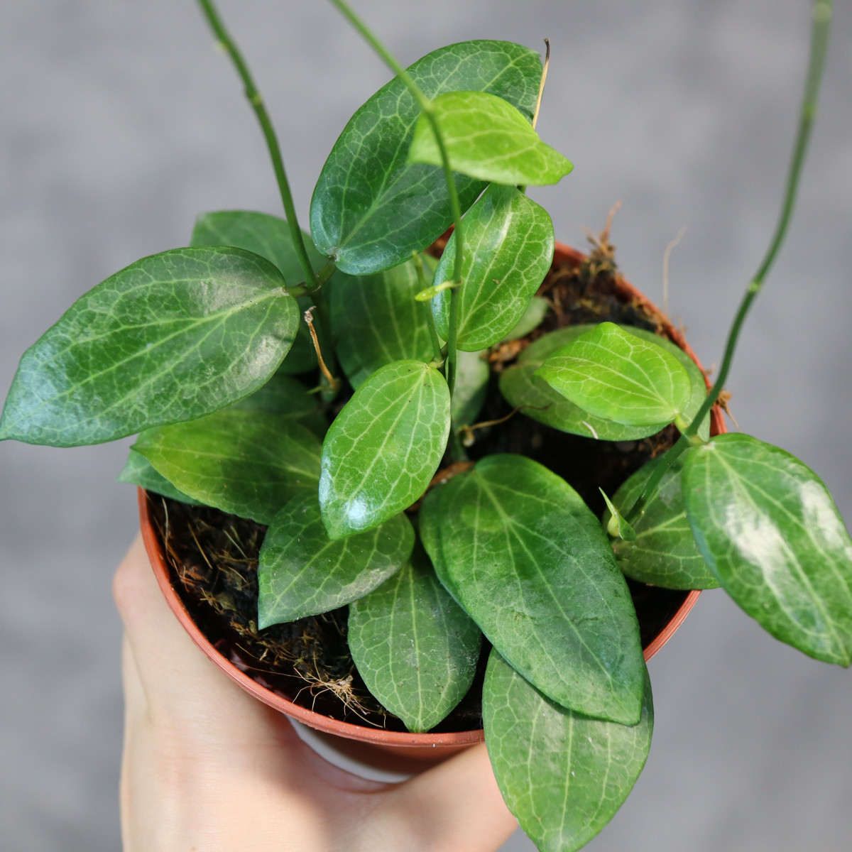 Hoya fitchii