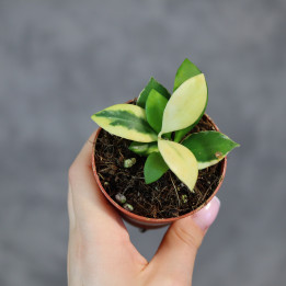 Hoya heuschkeliana | Tomaszewski