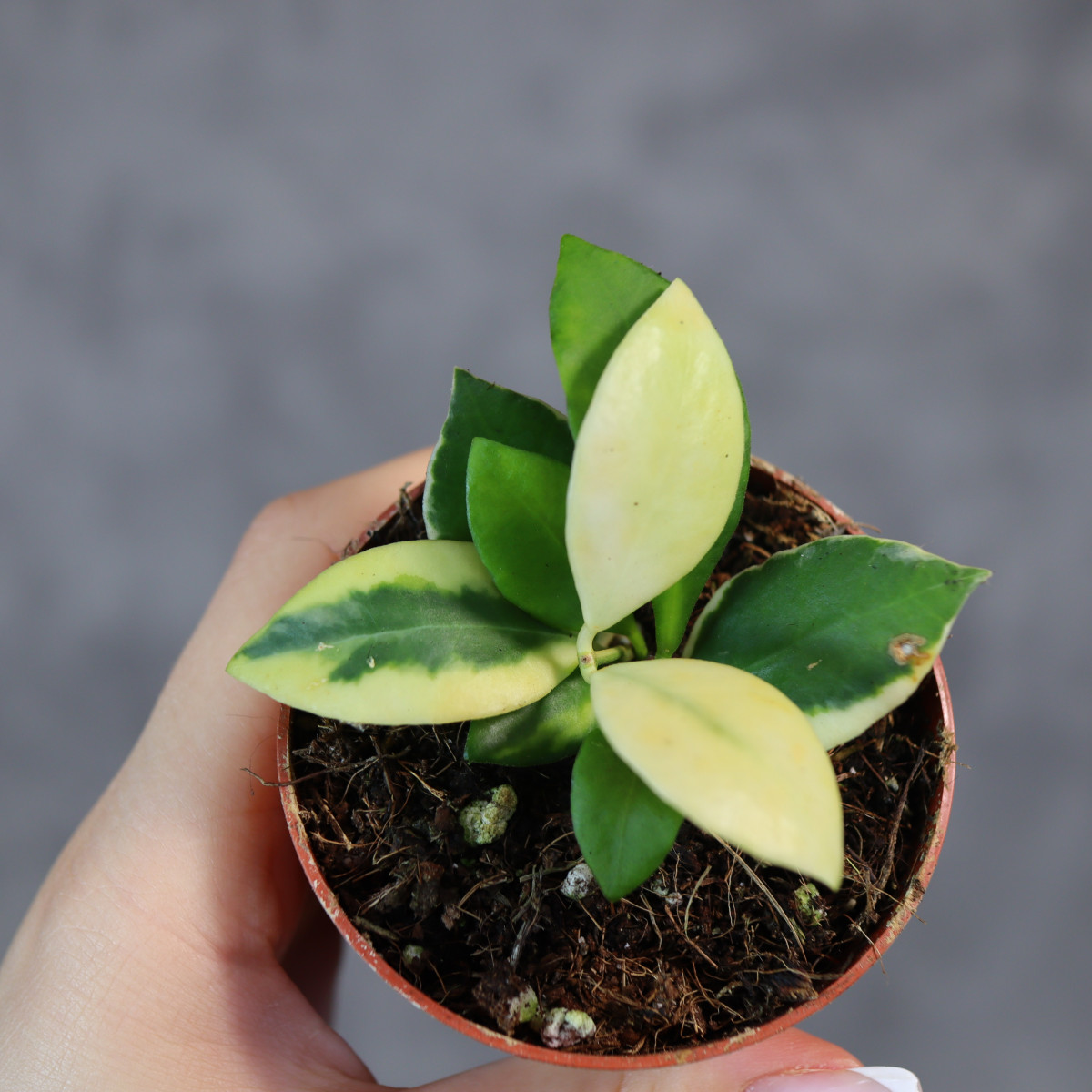 Hoya heuschkeliana...