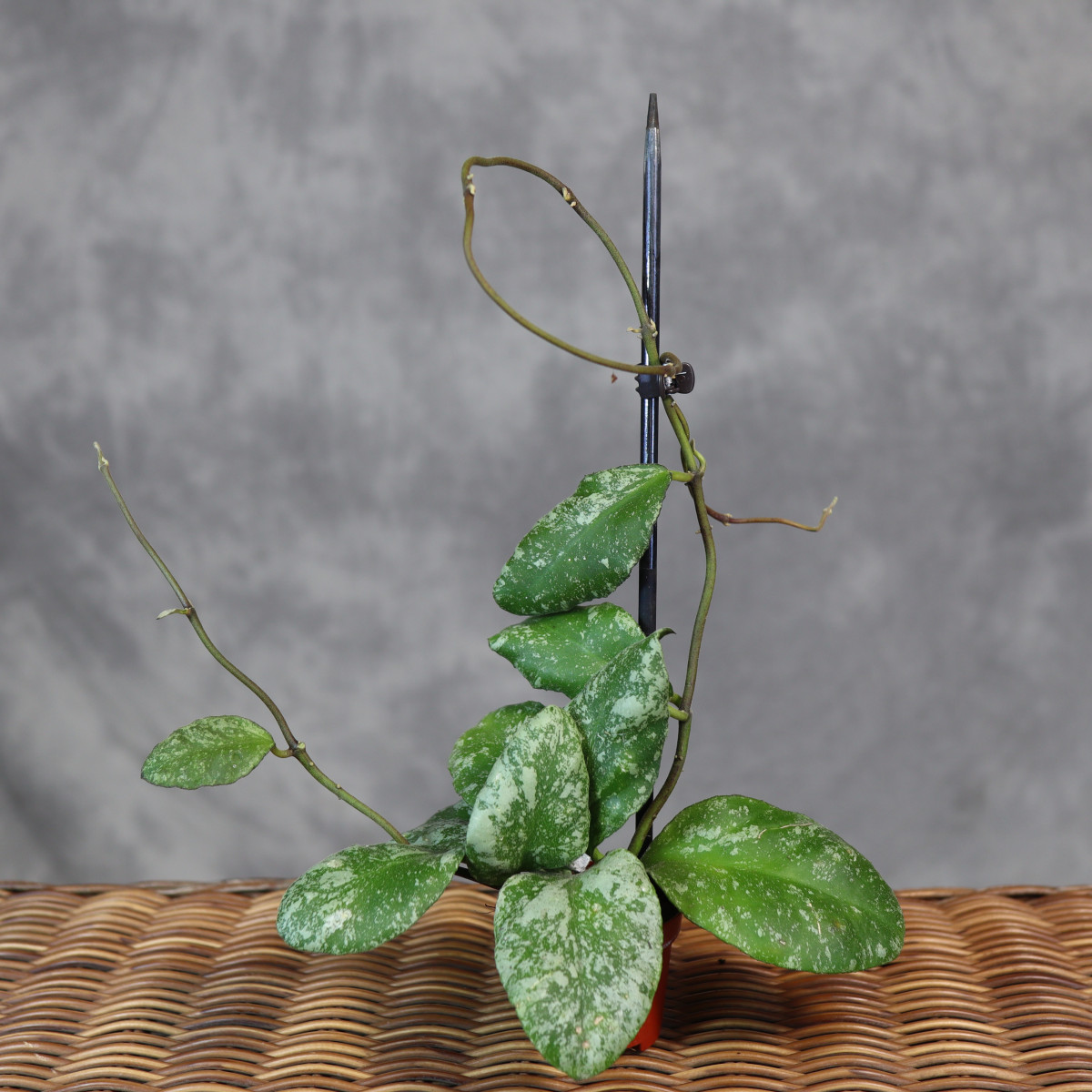 Hoya waymaniae 'Kapuas' | Mini