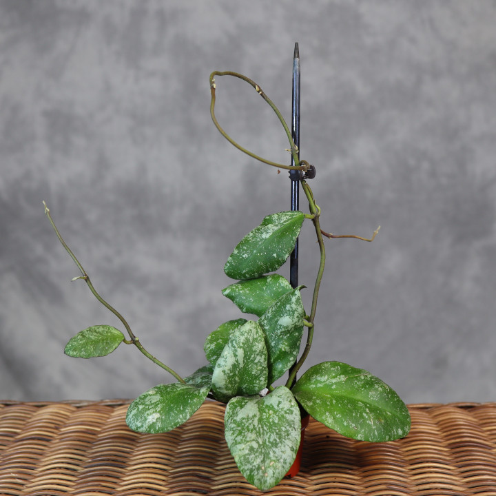 Hoya waymaniae 'Kapuas' (Hoja 'Cloudy Sky') | Tomaszewski