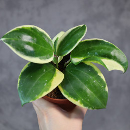Hoya latifolia 'Round Leaf' Albomarginata – kolekcjonerska hoja | Tomaszewski
