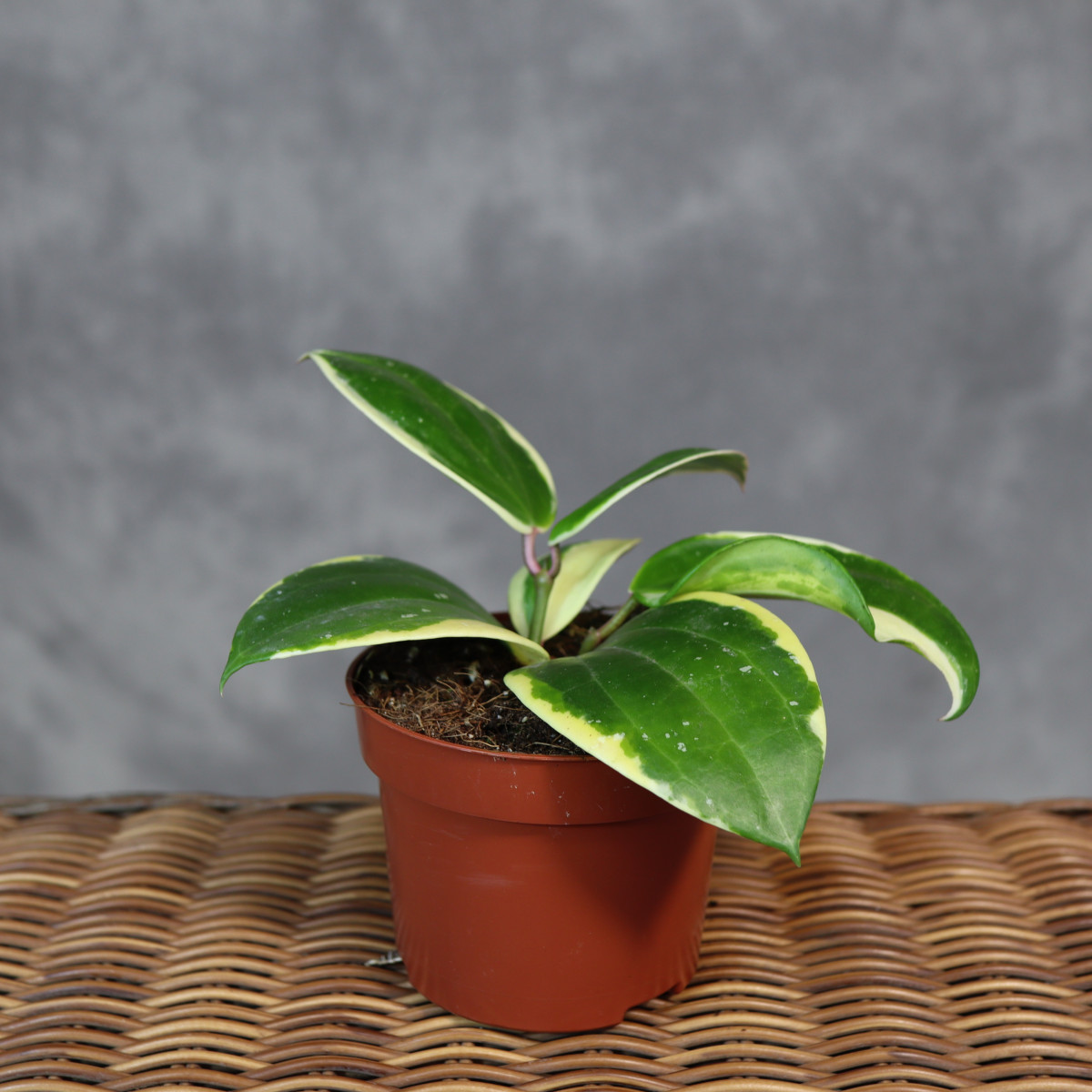 Hoya latifolia 'Round Leaf'...
