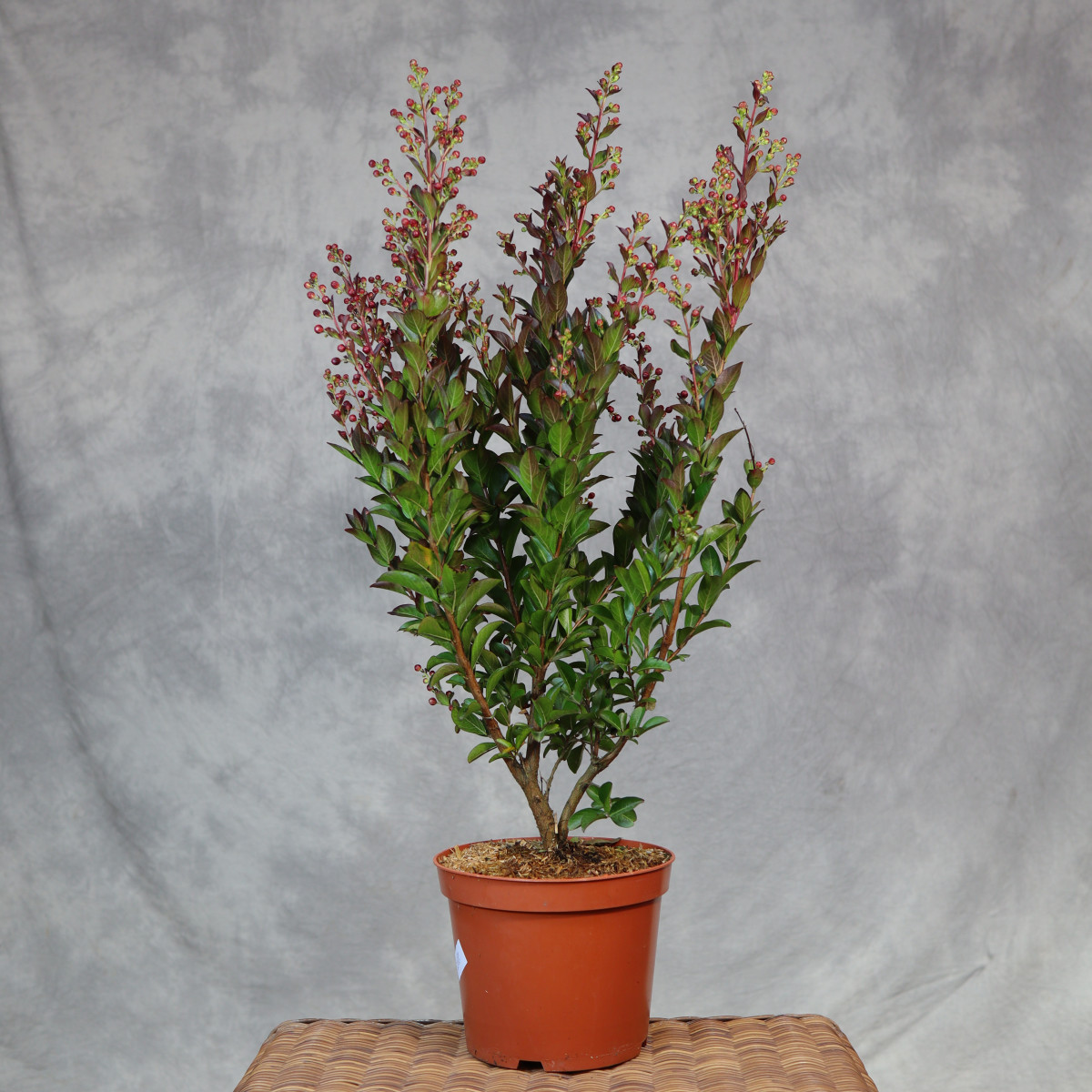 Lagerstremia indyjska...