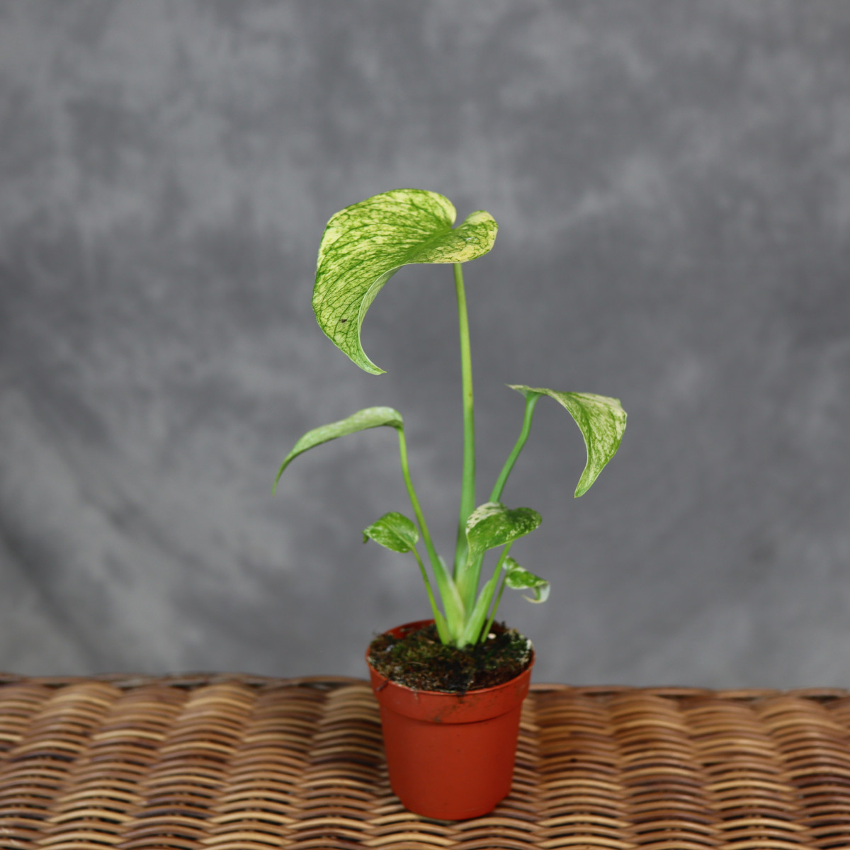 Monstera deliciosa 'Mint' |...