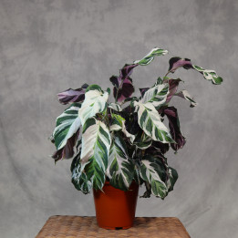 Kalatea 'Stella' (Calathea) | Tomaszewski